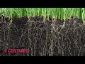 Plant Roots and Absorption Quiz
