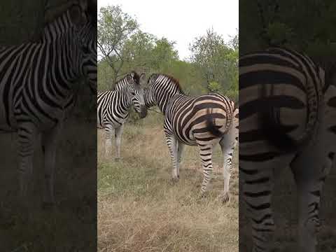 Video: Ką valgo zebras?