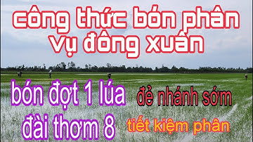 Cách bón phân cho lúa đài thơm 8 đẻ nhánh sớm, tăng chồi hữu hiệu, tiết kiệm được phân bón.