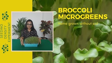 Best way to grow Broccoli microgreens | Seeding density Experiment | Microgreens at home