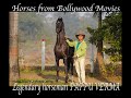 horses from Bollywood and their Master Legendary horseman Papu Verma