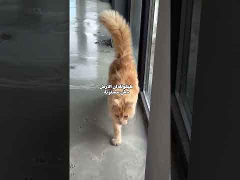 Eid with the Animals - Sweets Don't Eat Themselves 🐈😋