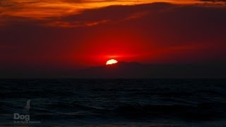 Nikon D7000 Time Lapse HD Video | DogExplorer.com