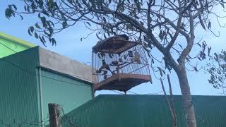 Chào mào quảng ngãi| cfe cứng 3 mùa | giọng 789| huy vlogs 0963334102