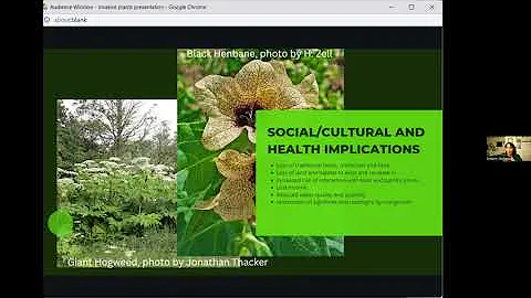 Invasive Plant of the Weaselhead