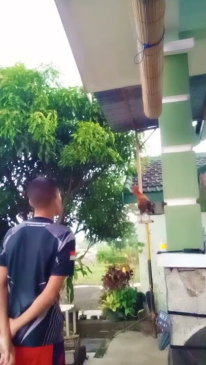 Ayam ketawa durzam