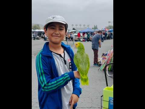 Видео: Parrot Bird in the Brave Little Boy, Imran’s Hand