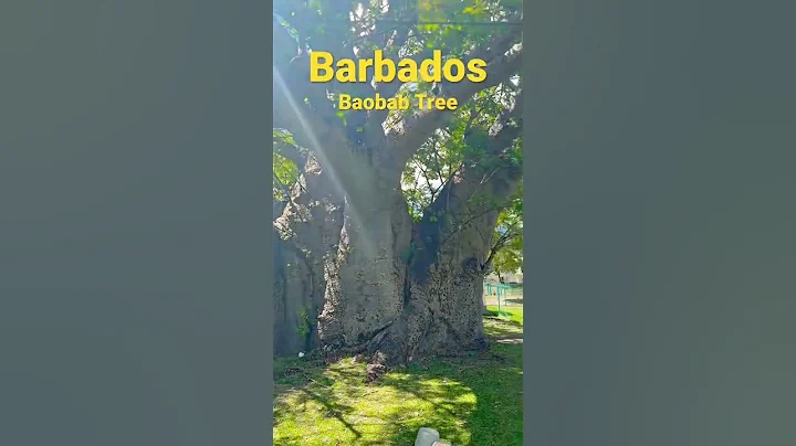 Barbados 1000 year old Baobab tree ✨ #shorts #barbados #travel #viral #beautiful #baobabtree