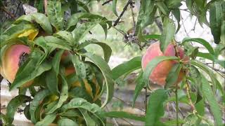 Hundreds of Monarch Butterflies at the Peach Tree