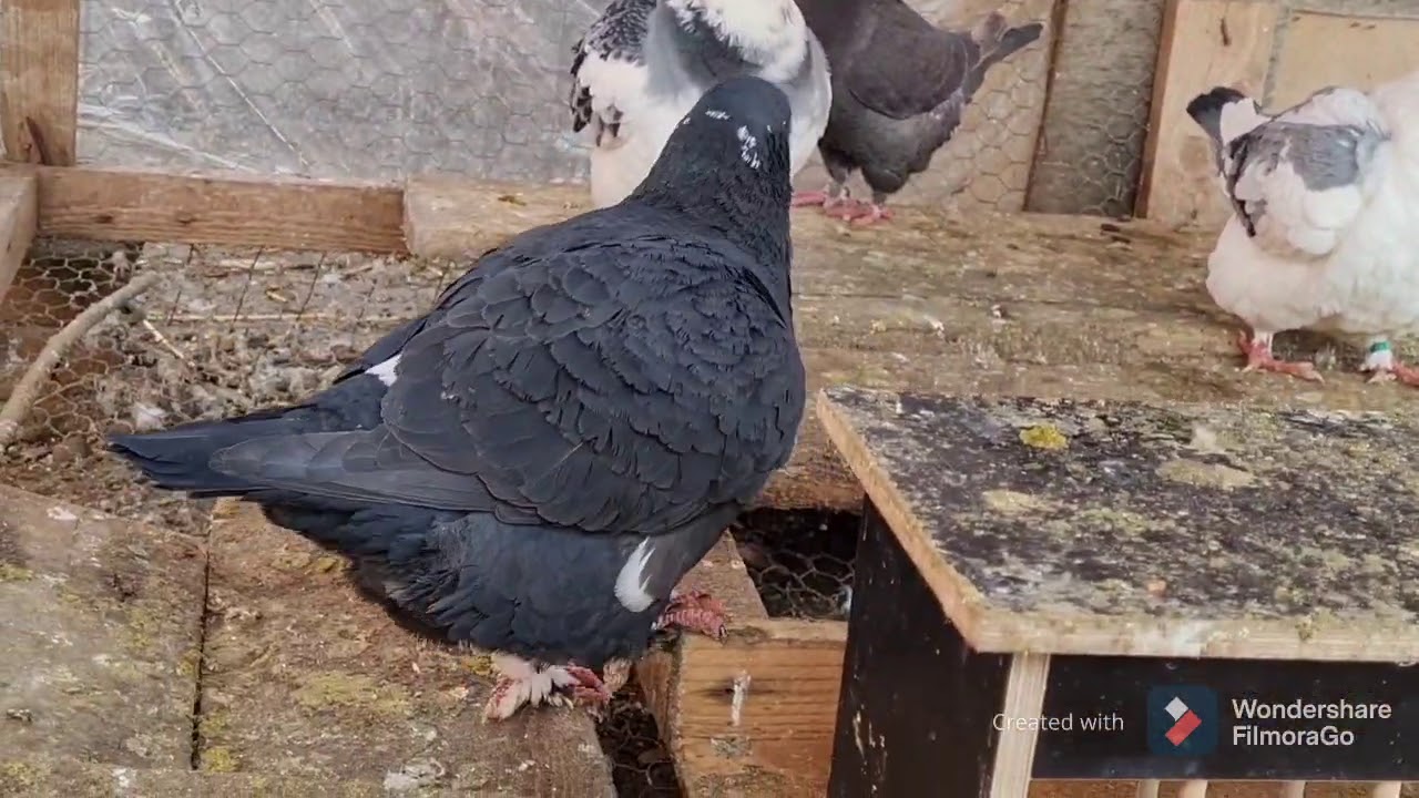 Matca de porumbei americani și femela noua plus ceva la sfârșit sa salut 😇🕊🕊🕊🔝🔝🔝