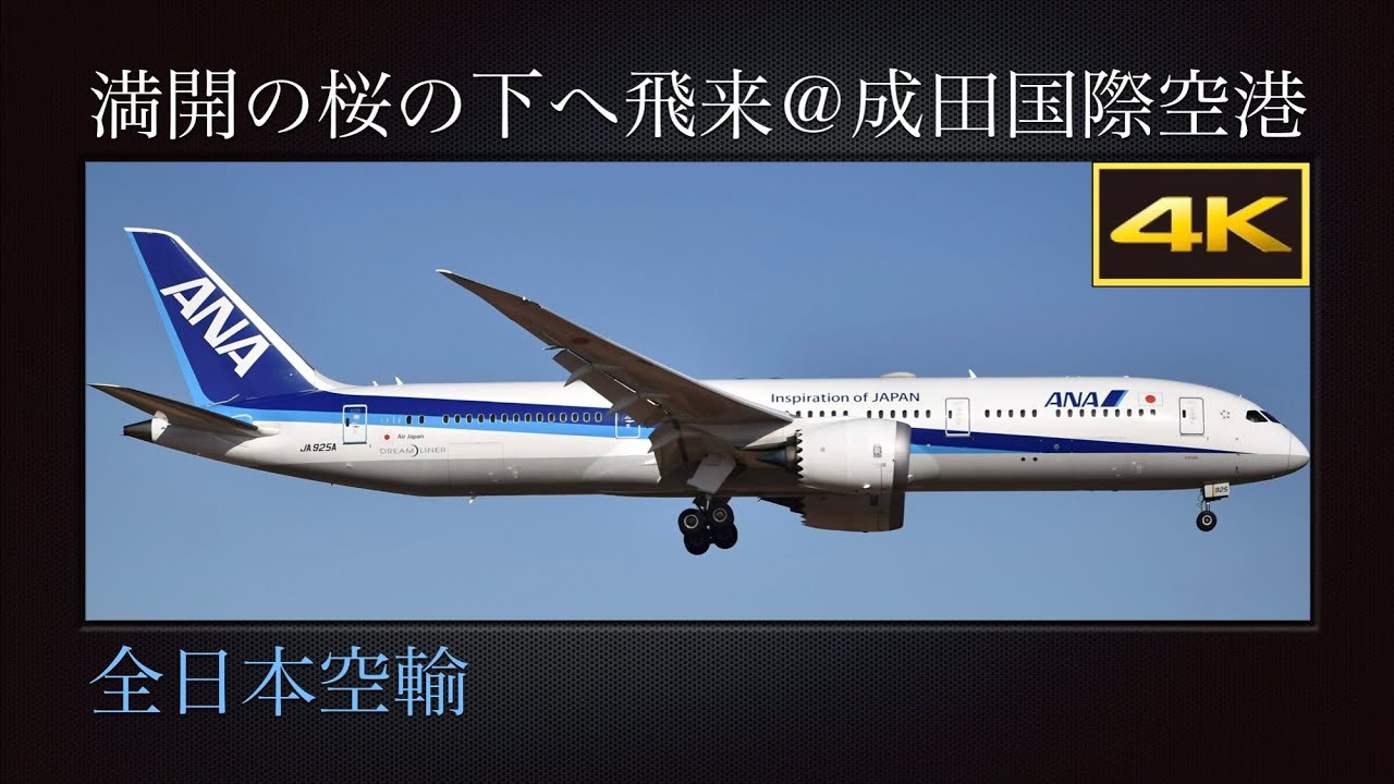 4K 成田市さくらの山より、満開の桜の下へ飛来する Boeing 787-9