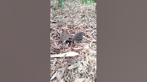 Bẫy Được Gà Mái Rừng Rặc Tơ #shorts