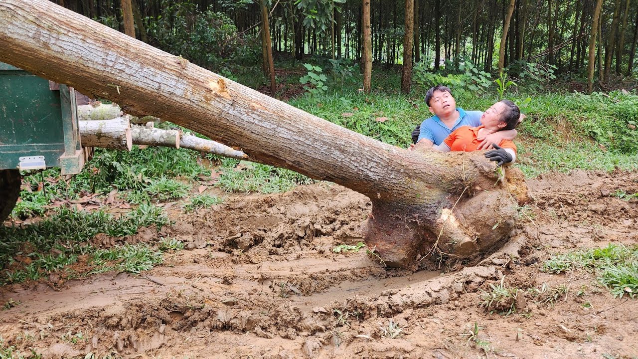 Agricultural vehicles transport timber and exploit giant trees