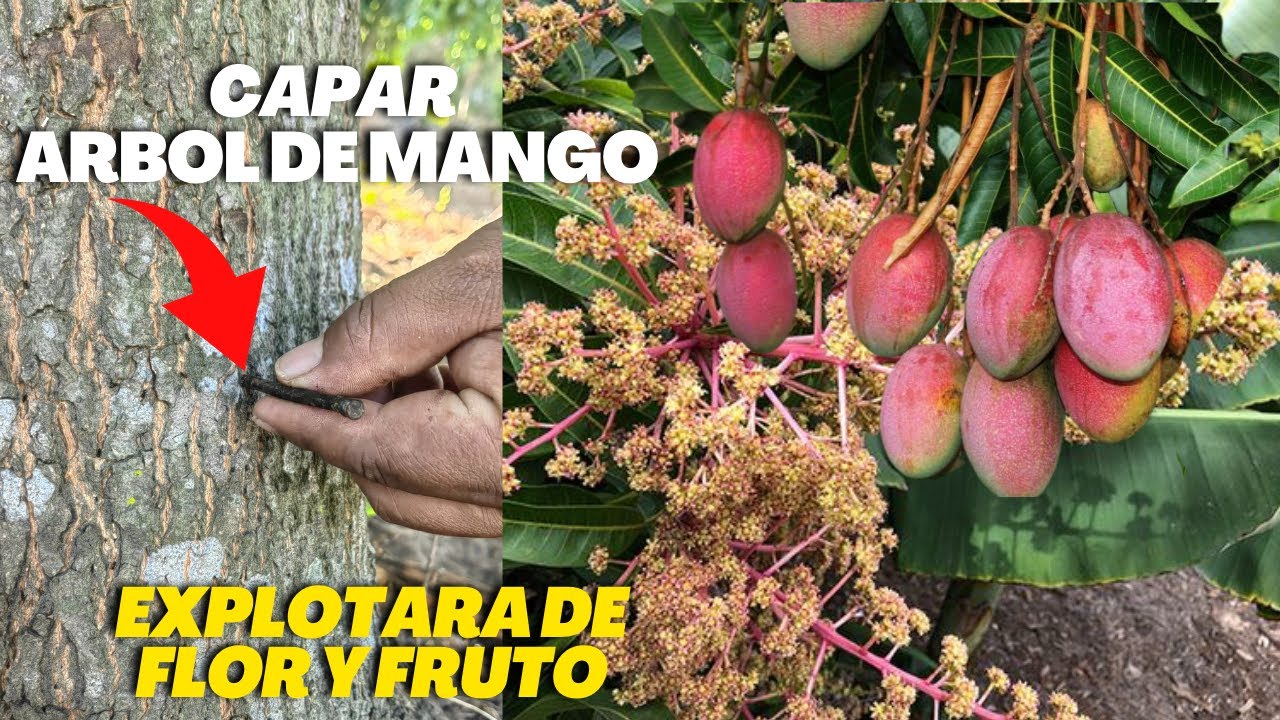 No da Frutos ni Florea debes Capar tu rbol de Mango para que explote de Flor y Frutos