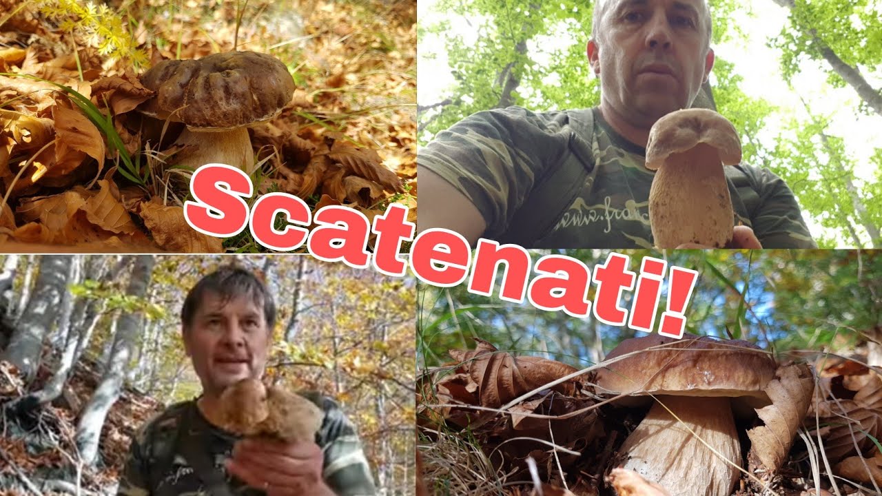 PORCINI SU PORCINI CON IL GEOMETRA SCATENATO!!!...INEDITO YouTube