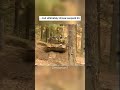 Sweden's Secret T-80U MBTs