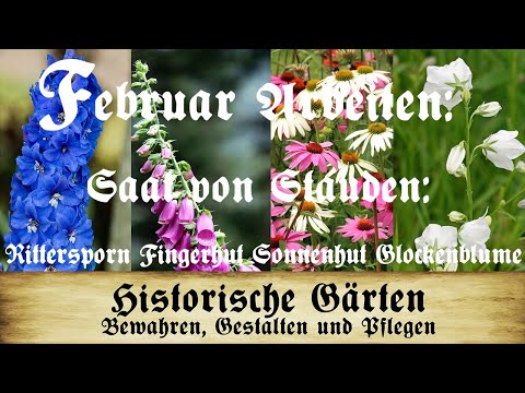 Video: Rittersporn Großblumig
