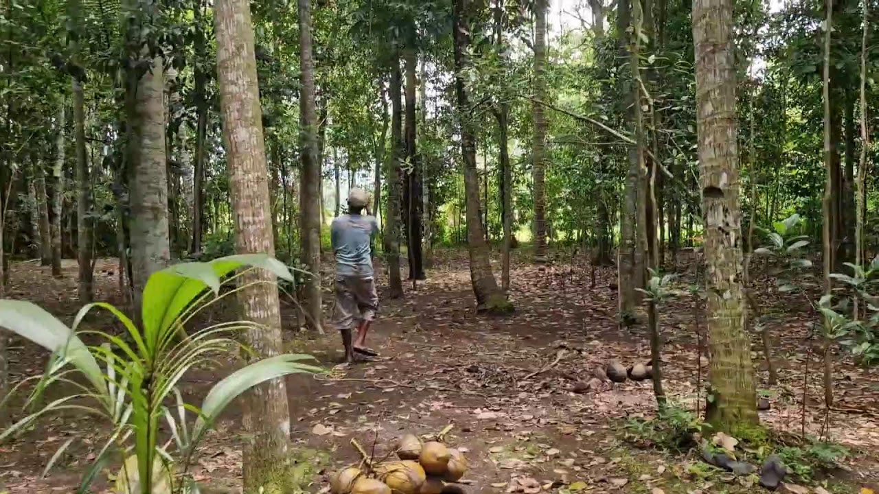 YOU WON'T BELIEVE THIS EASY AND SAFE WAY TO LOSE YOUNG COCONUTS! - Agriculture Farming