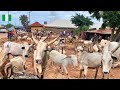 Tag des ländlichen Viehmarkts in Kaduna, Nigeria 🇳🇬 Westafrika