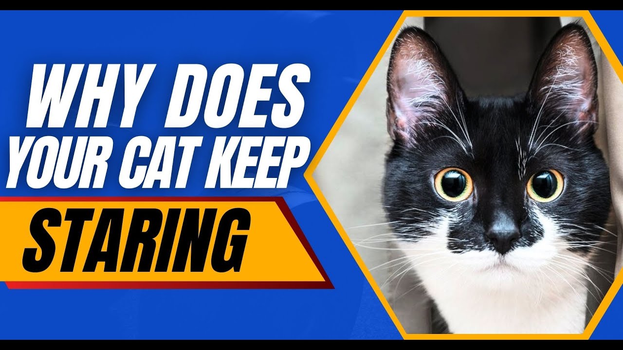 What Does It Mean When Your Cat Stares At You - YouTube