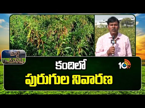 Matti Manishi : కందిలో పురుగుల నివారణ | Pest Control In Sorghum Crop | 10TV News - 10TVNEWSTELUGU