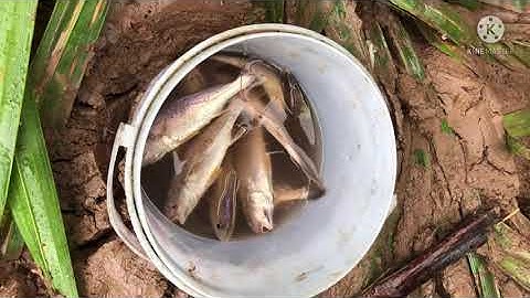 Quá đã | Ra sông lớn câu được cá ngát và cá lù đù tươi ngon