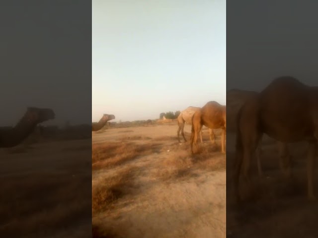 Camel #shorts #animals #thar class=
