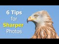 6 Tips for Sharper Bird Photos | with Paul Miguel Photography