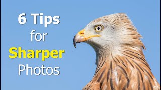 How to take Sharper Bird Photos | 6 Tips with Paul Miguel Photography