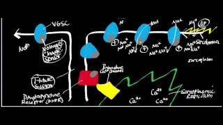 Cardiac Muscle Physiology: T Tubules and Calcium-induced Calcium Release