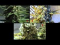 Grow Cannabis –  HID LEP Comparison – by Jorge Cervantes