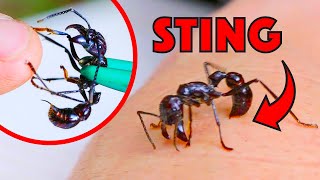 BULLET ANT STING!