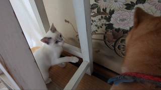 頑張って犬と仲良くなろうとしているチビ猫の小太郎。