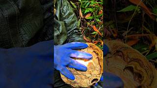 Thousands Of Larvae Inside The Honeycomb When Opened