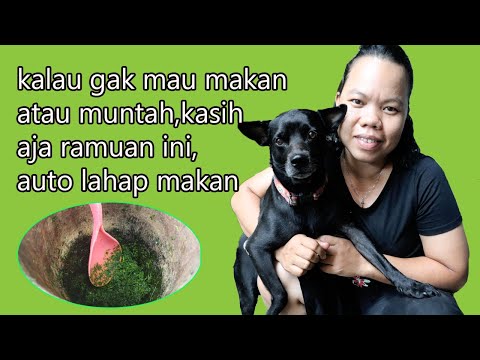 Video: Sendok Pada Anjing Yang Makan Kotoran & Yang Dapat Anda Lakukan Untuk Menghentikannya