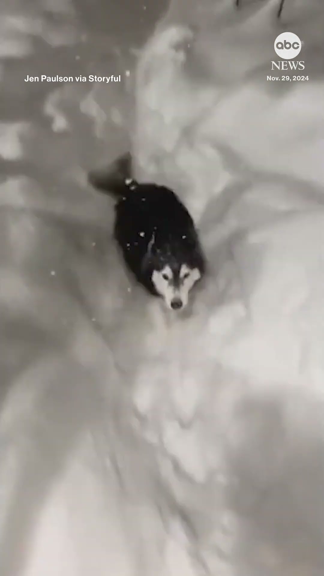Dogs frolic as heavy snow hits Pennsylvania