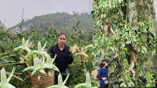 17-year-old single mother: Discovering a group of monkeys | Picking corn in the wind and rain.