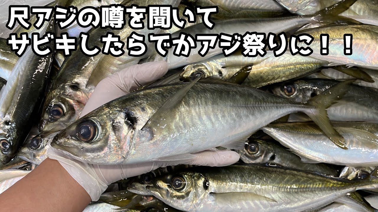 尺アジの噂を聞いてサビキしたらでかアジ祭りに！！