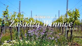 Zasadzą Winnice (Iz 65,21) odc.14