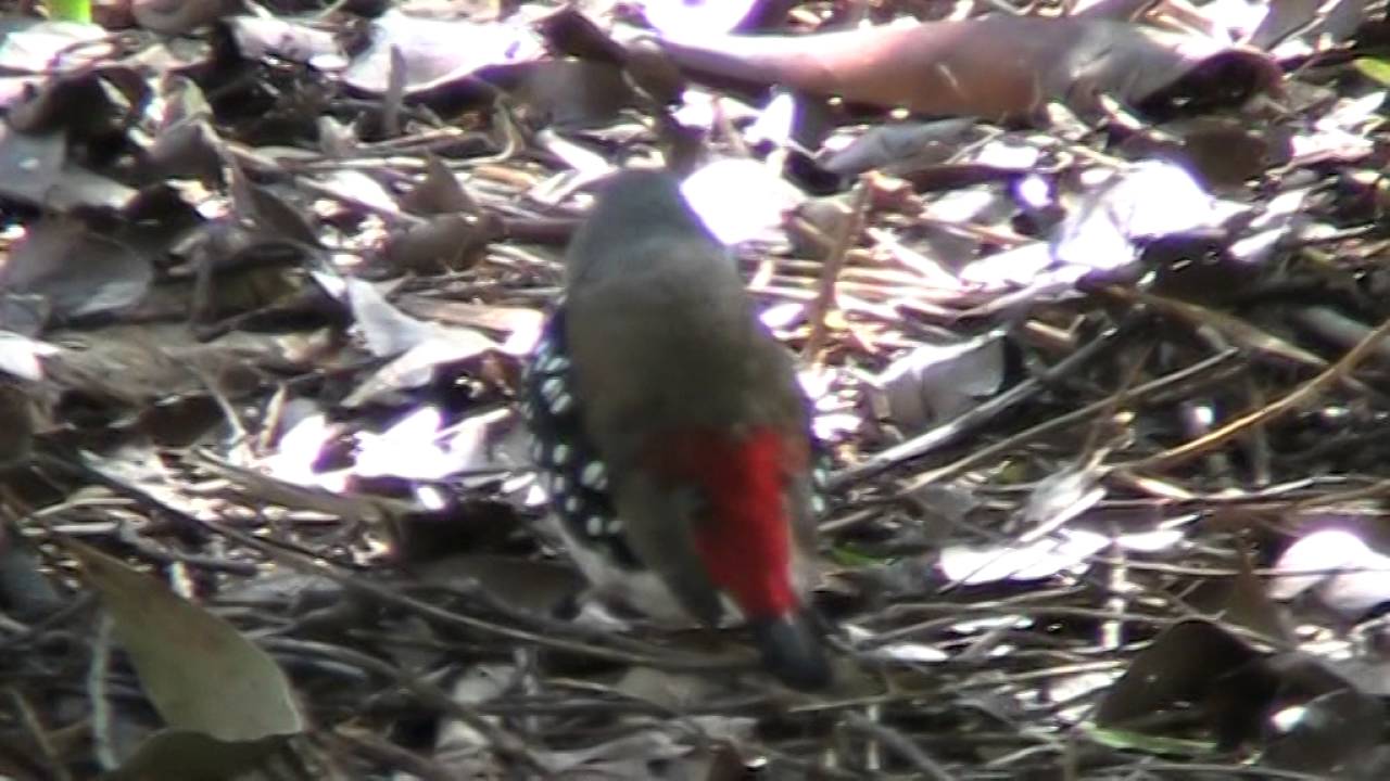 MOV00E diamond firetail finch 