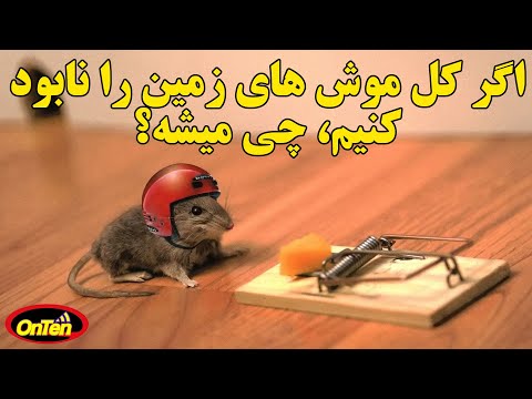 تصویری: آیا موش‌ها موش را خواهند خورد؟