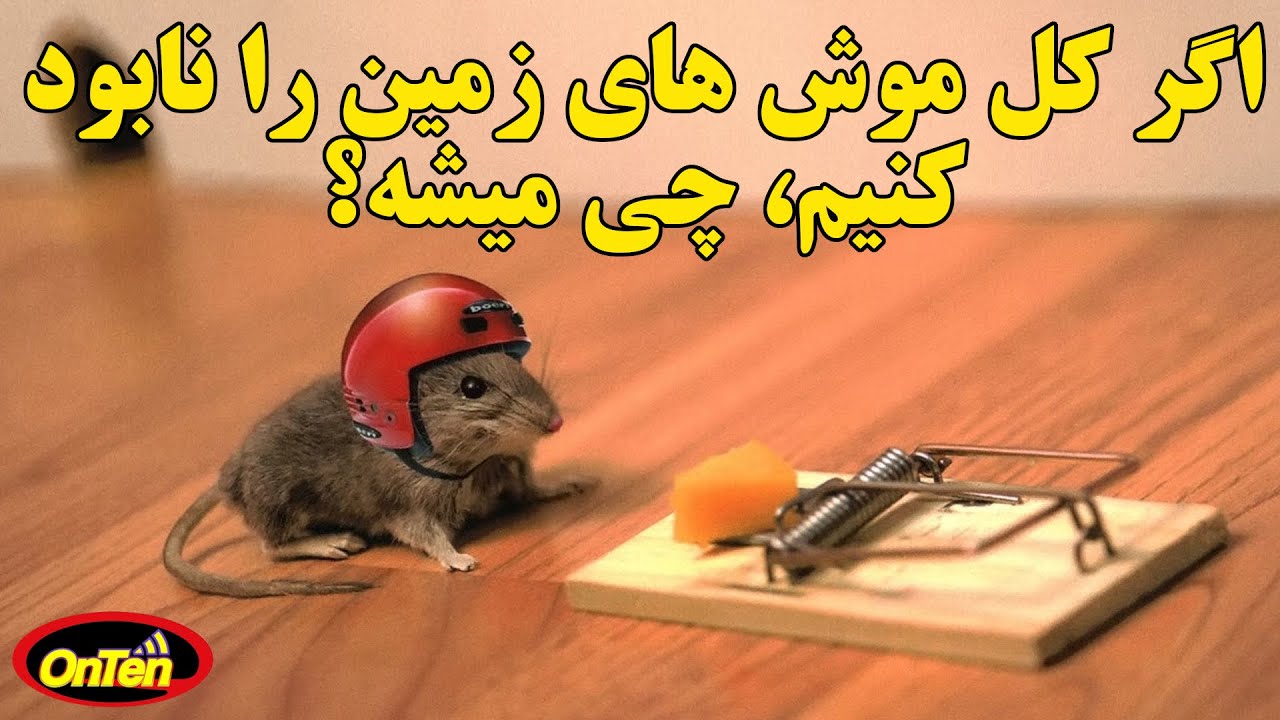 انقراض کل موش های زمین چه معنی برای ما دارد؟