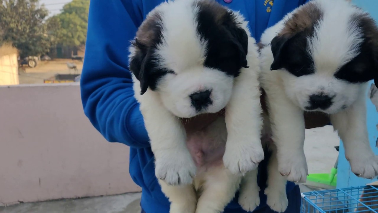 Saint Bernard and French Mastiff Puppy available.. Doggyz World