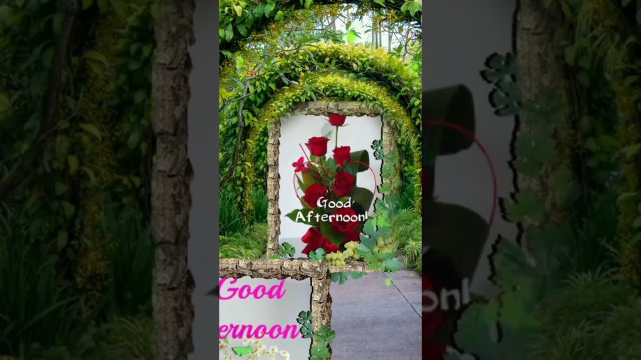 Good Afternoon Status Video Shortvideo Goodafternoon Statusvideo