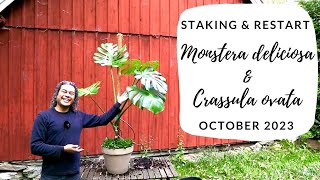 Monstera deliciosa Staking & Crassula ovata Restart - October 2023
