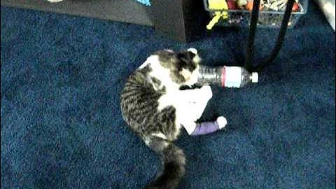 Burned Kitten Khloe DSCN4326.AVI