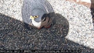 Peregrine Falcon Chick Hatches on Camera at UC Berkeley