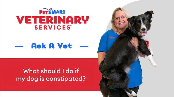 Dog Constipation: Signs, Remedies, and When to See a Vet #DogConstipation #PetSmartVet #PetCare