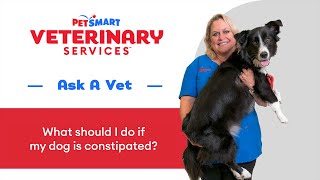 Dog Constipation: Signs, Remedies, and When to See a Vet #DogConstipation #PetSmartVet #PetCare