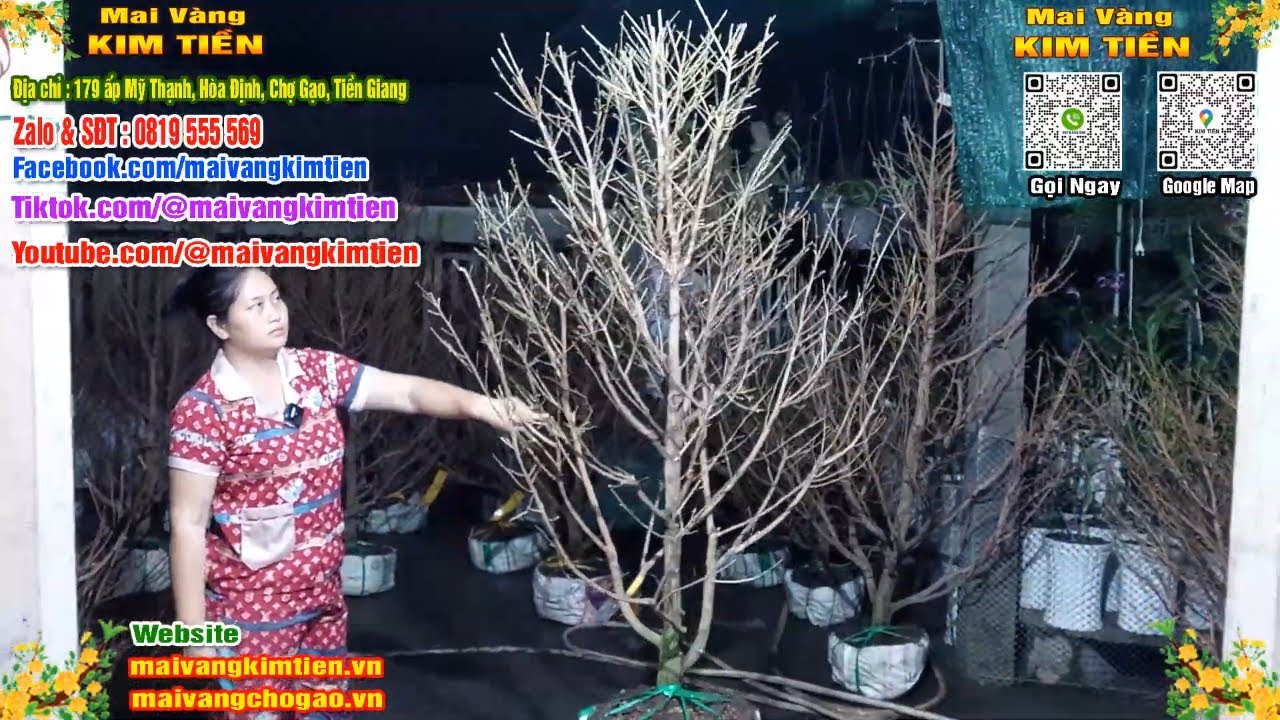 Mai Vàng Nhiều Nụ Đón Tết Bao Ship Toàn Quốc - Mai Vàng Kim Tiền Chợ Gạo